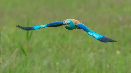 Európai szalakóta (Coracias garrulus) - vadászat közben